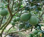 BÁN ĐẤT MẶT TIỀN CHÂU CHỮ PHƯỜNG THUỶ XUÂN TP.HUẾ