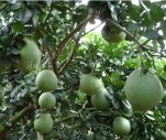 BÁN ĐẤT MẶT TIỀN CHÂU CHỮ PHƯỜNG THUỶ XUÂN TP.HUẾ