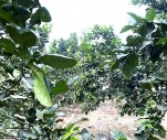 BÁN 300 m2 ĐẤT GẦN CHÂU CHỮ FARM -TP.HUẾ